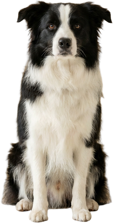 Border Collie · 18kg
