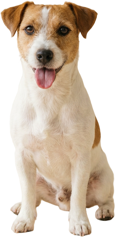 Jack Russell · 7kg