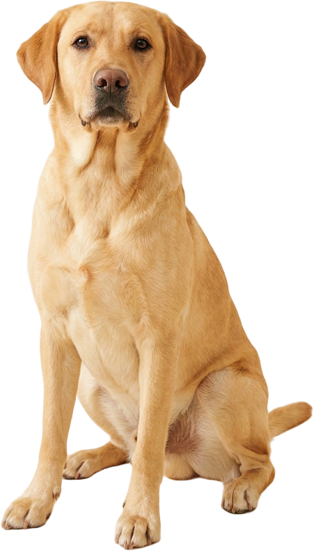 Labrador · 36kg
