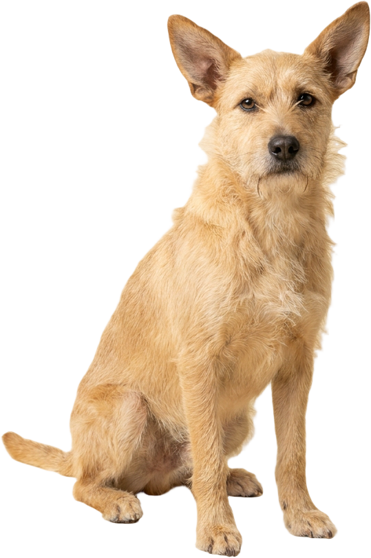 Rescue mix · 12kg