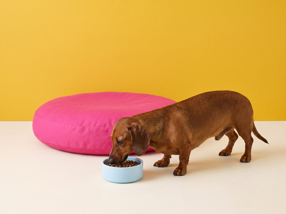 A dachshund eating from a blue bowl