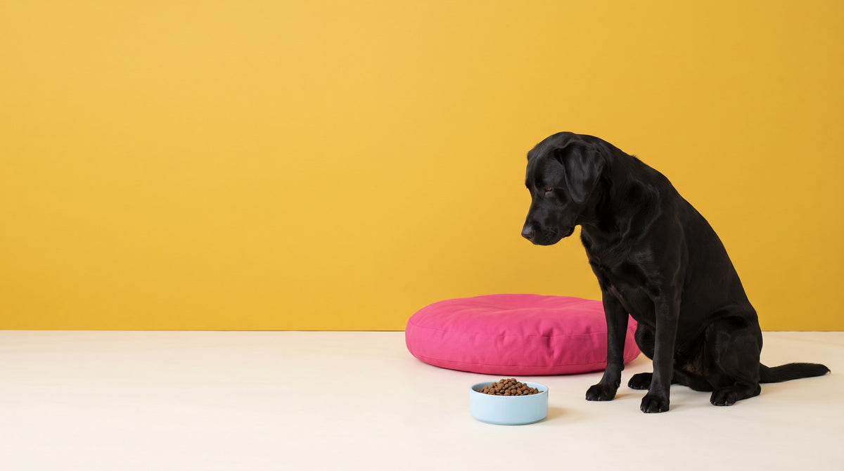 A black Labrador looking down at a blue bowl of kibble in front of a yellow wall