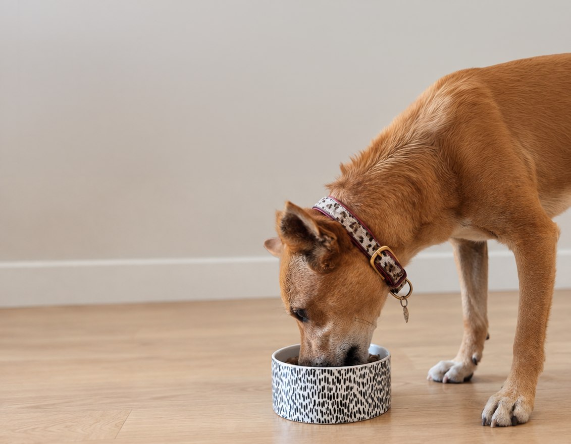 bfc-how-dog-eating-r2
