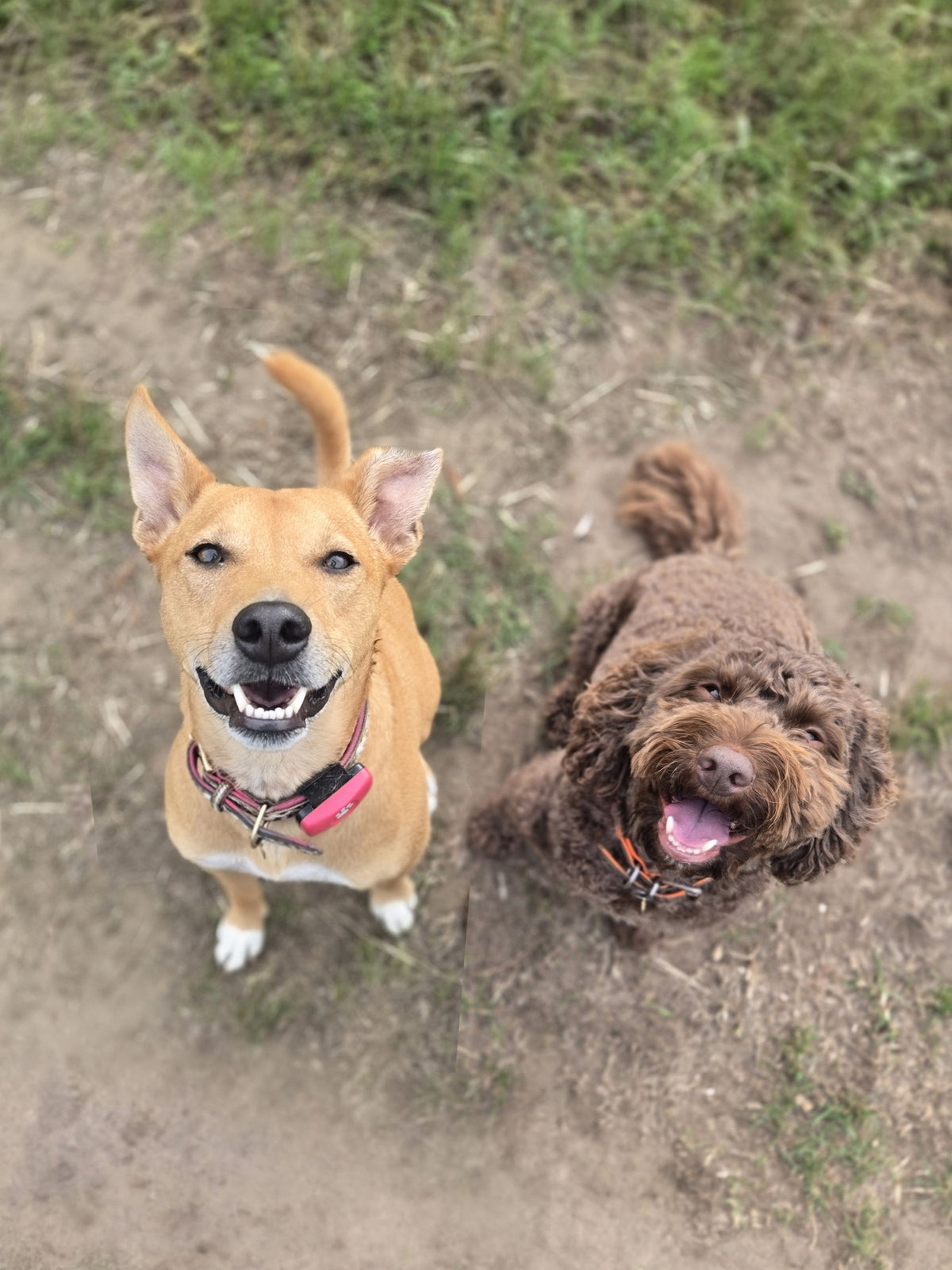 bfc-how-two-dogs-r2