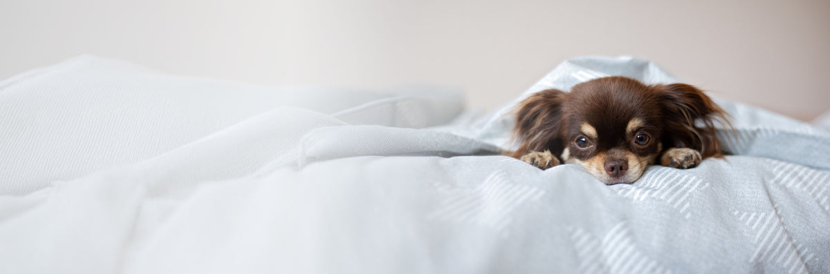 A small brown dog resting on a white bed