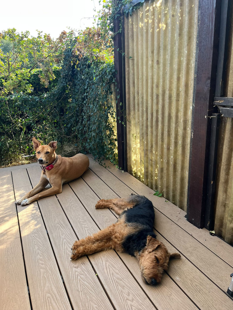 bfc-plan-dogs-deck-r2