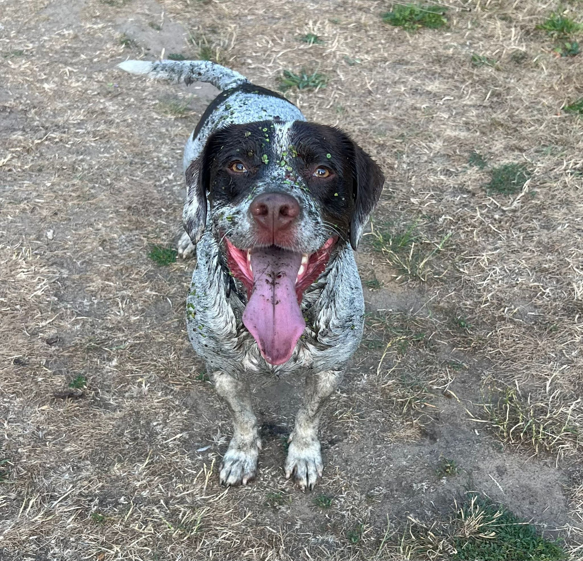 bfc-prices-spotty-dog-r2